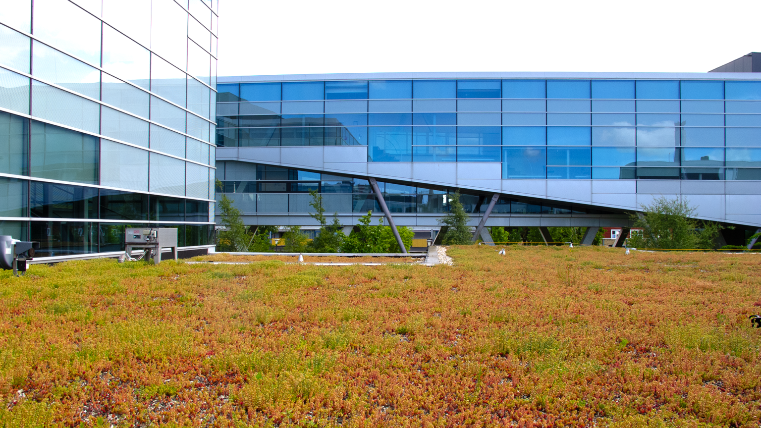 NHL Hogeschool_sedumdak door hydroseeding_aantal maanden na aanleg